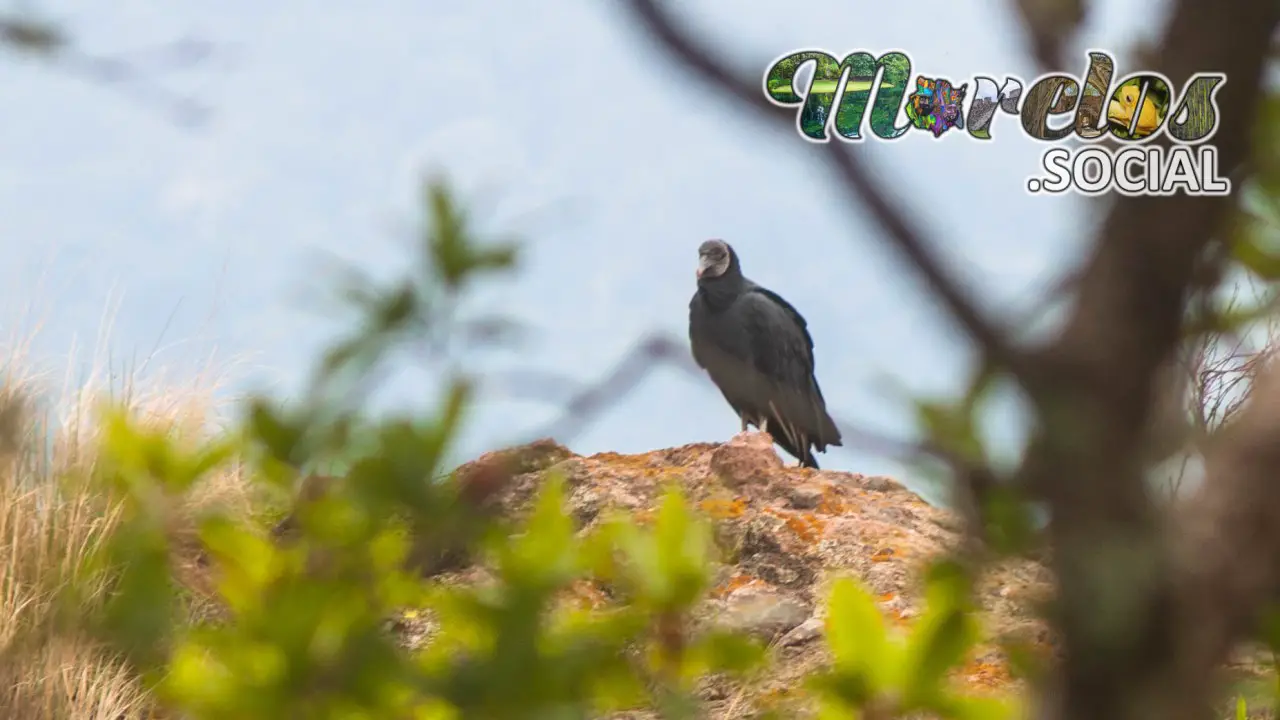 Zopilote común visto en el Cerro de la Luz de Tepoztlán, Morelos, México